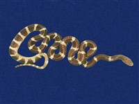 藏品(雨傘節)的圖片